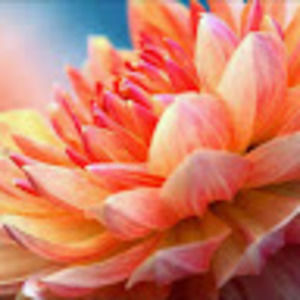 Meet your Posher, Cricket